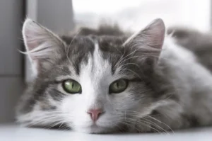 التهاب قرنية عين القطط غير التقرحي