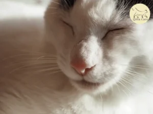 التهاب جفن القطط