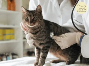 زيارة القطط للعيادة البيطرية