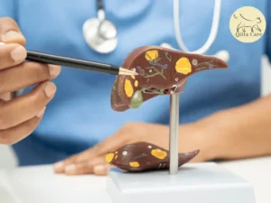 اعتلال الدماغ الكبدي عند القطط