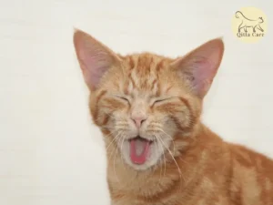 فرط نشاط الغدة جارات الدرقية عند القطط