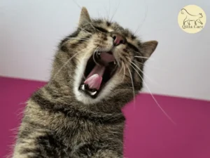 التشوهات الخلقية للعمود الفقري للقطط