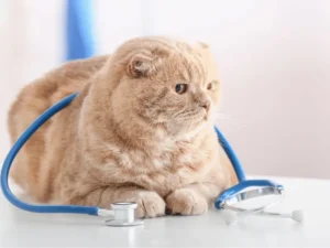 التهاب الكُبَيْبات الكلوية عند القطط