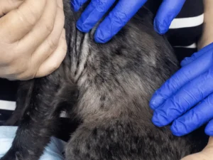 الاضطرابات الجلدية عند القطط