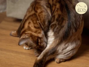 التهاب جلد الأرجل عند القطط