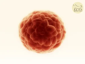 أورام الخلايا البدينة عند القطط