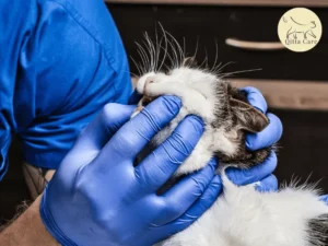 التهاب لثة القطط