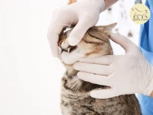 كسر الفك العلوي والسفلي للقطط