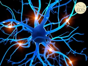 الاستسقاء الدماغي عند القطط