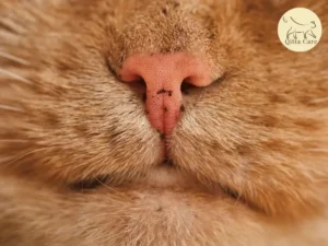 اضطرابات جلد انف القطط