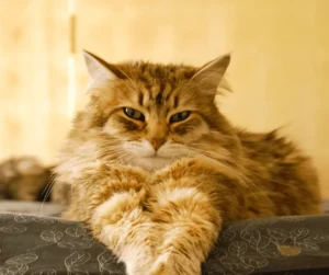 خصي القطط الذكور