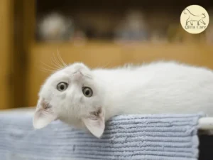 تسمم القطط بمبيدات القوارض