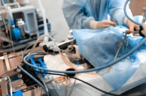 حوادث القطط