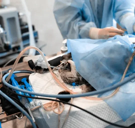 حوادث القطط