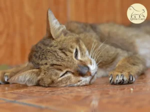 التهاب المفاصل المتعدد التآكلي المناعي عند القطط