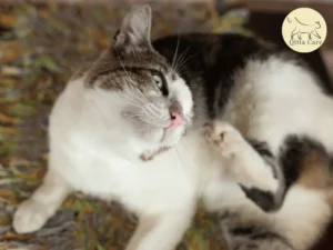 التهاب الجلد التحسسي عند القطط