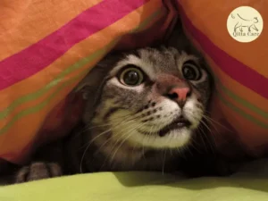 التعامل مع القطط الخائفة