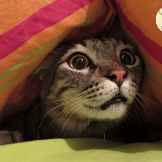 التعامل مع القطط الخائفة