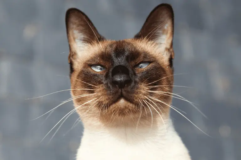 قطة سيامية مصابة بالحول