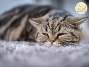 إصابات الدماغ عند القطط