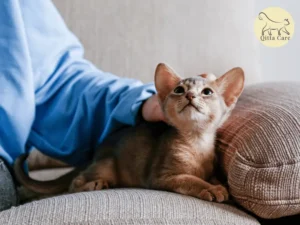 سرطان الخلايا الحرشفية لجلد