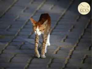 المرض المسبب لفقدان البروتين