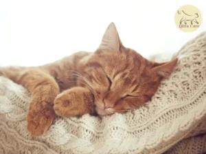 تراكم الدهون كبد في كبد القطط