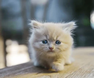 مشاكل سلوك القطط الصغيرة