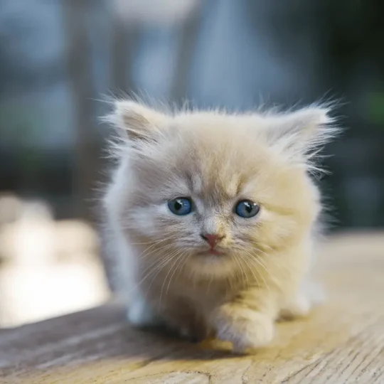 مشاكل سلوك القطط الصغيرة