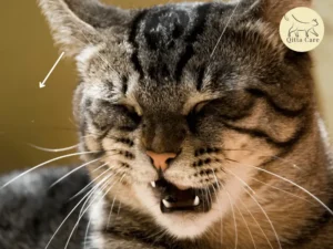 امراض الحنجرة عند القطط