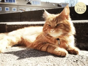 ارتفاع حرارة القطط