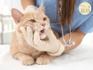 كسر اسنان القطط