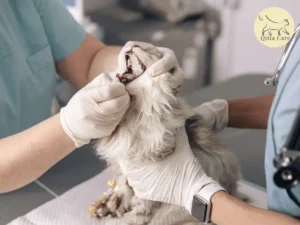 تقرحات فم القطط