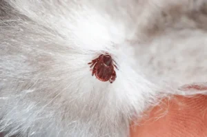 التخلص من قراد القطط