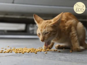 ارتجاع الطعام عند القطط