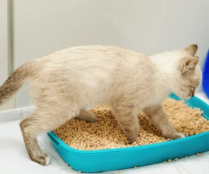 حصى الكلى عند القطط