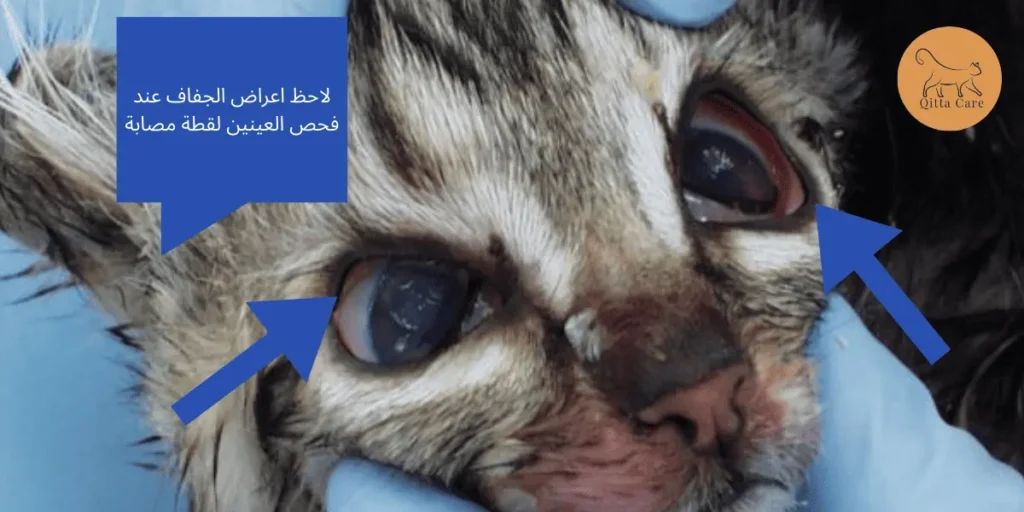 اعراض الجفاف عند قطة مصابة بالبارفو