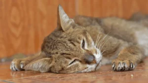 مرض المسالك البولية السفلية مجهول السبب في القطط