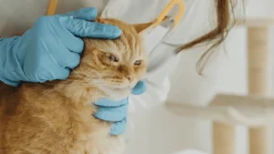 التهاب عيون القطط