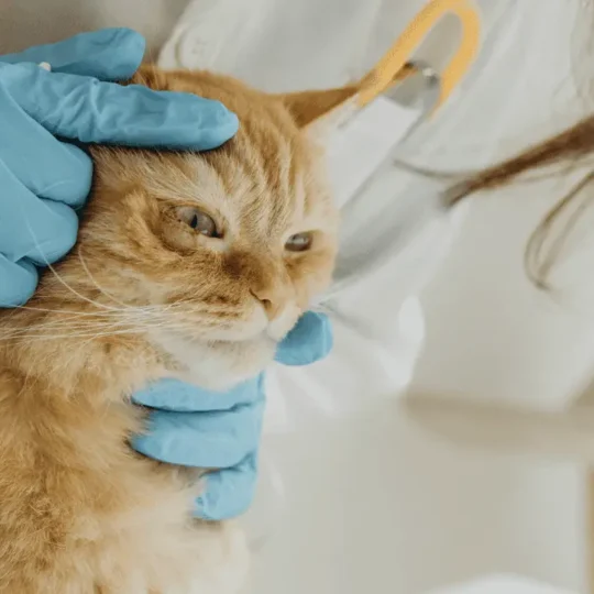 التهاب عيون القطط