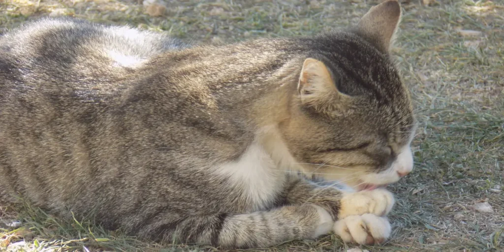 اعراض انخفاض حرارة القطط