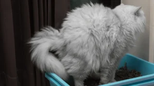 انسداد الجهاز البولي عند القطط