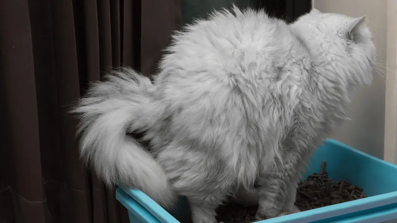 انسداد الجهاز البولي عند القطط