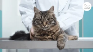 تشوه القصبة الهوائية عند القطط