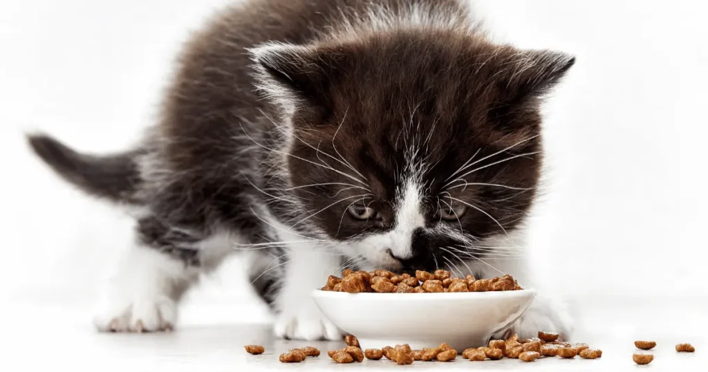 دراي فود للقطط الصغيرة