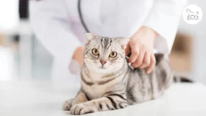 ضربات القلب غير المنتظمة عند القطط