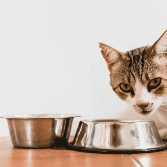 فقدان الشهية عند القطط