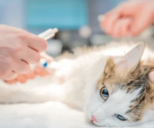 علاج جروح القطط في المنزل