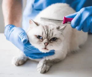 علاج قشرة القطط