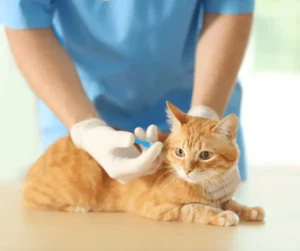 سلوك القطط بعد التطعيم